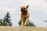 BULLMASTIFF 290